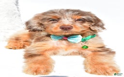 Mini Aussiedoodle dogs for sale: Esther - Image 4