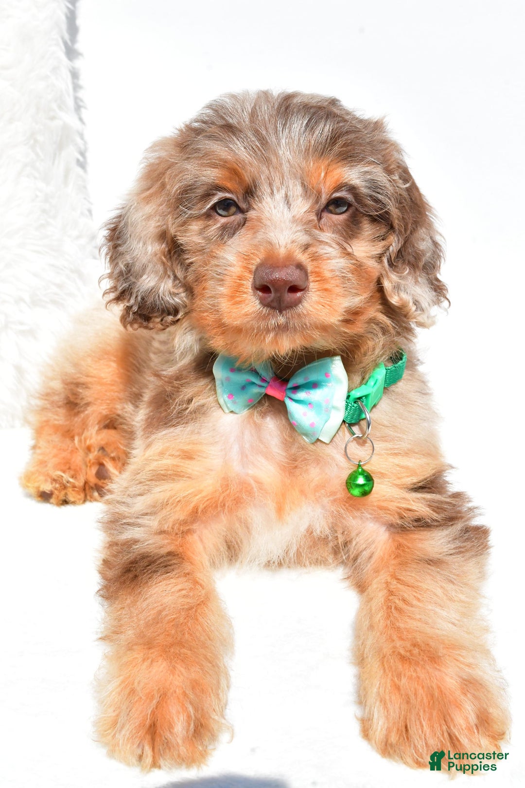 Mini Aussiedoodle dogs for sale: Esther - Image 4