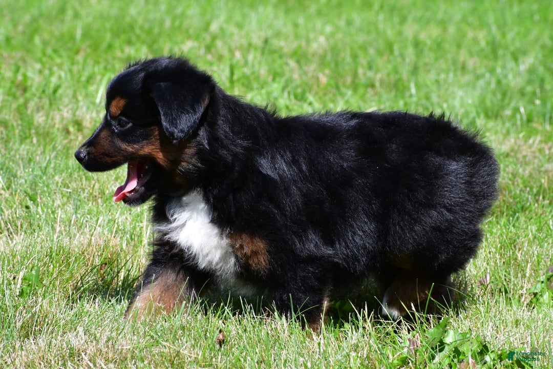 Miniature Australian Shepherd dogs for sale: Natasha - Image 4