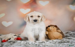 Labradoodle dogs for sale: Rex - Image 5