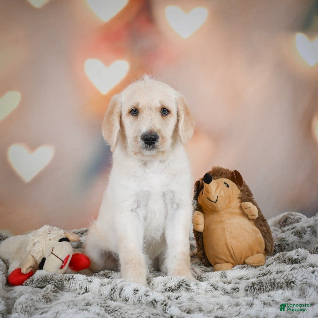 Labradoodle dogs for sale: Rex - Image 5
