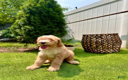 Goldendoodle dogs for sale: Moana - Image 3