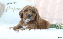 Goldendoodle dogs for sale: Sommer - Image 6