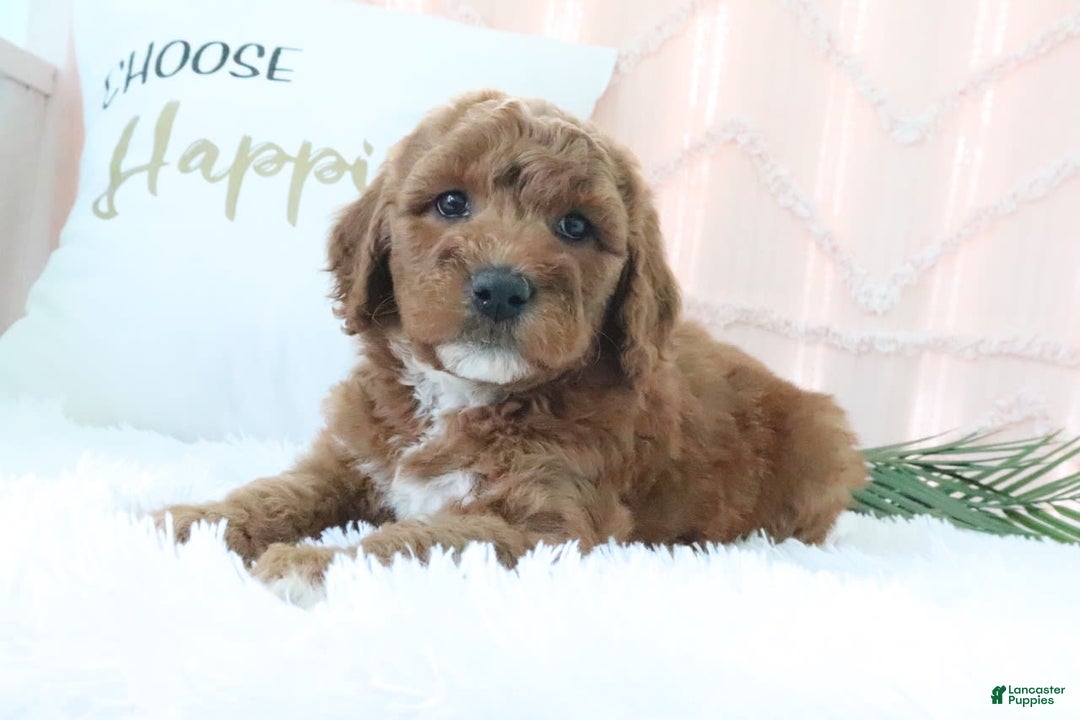 Goldendoodle dogs for sale: Sommer - Image 6