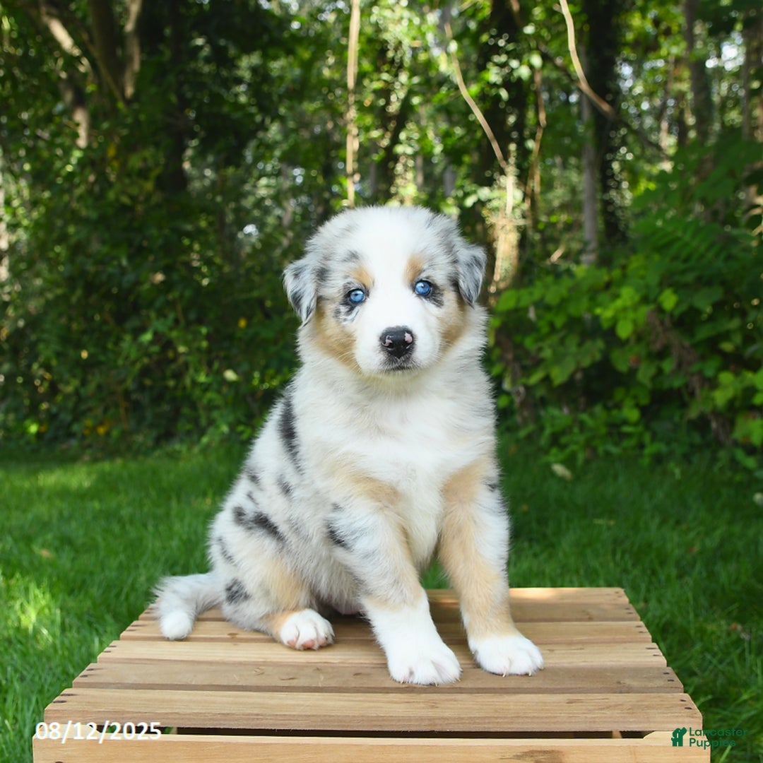 Australian Shepherd dogs for sale: Arthur - Image 4