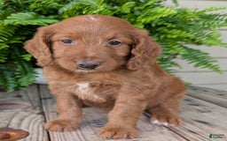 Goldendoodle dogs for sale: Ellie - Image 37