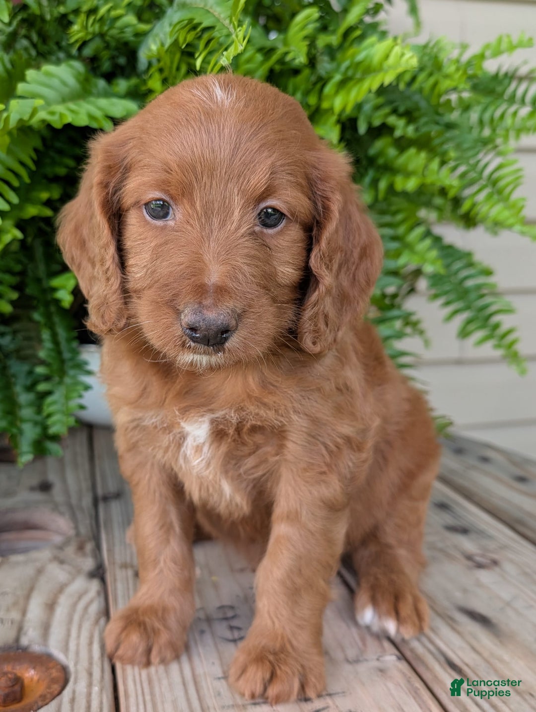Goldendoodle dogs for sale: Ellie - Image 37