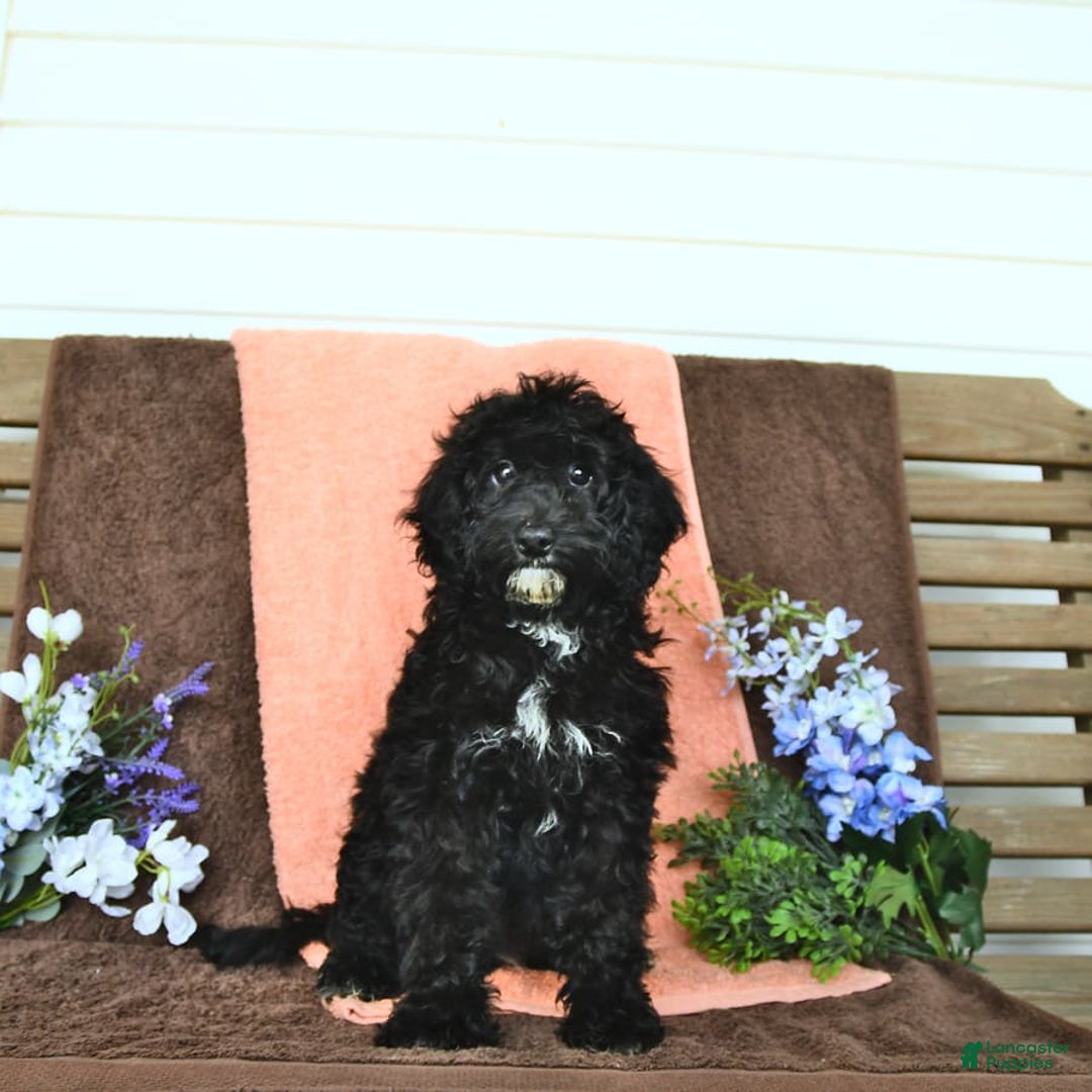Miniature Poodle dogs for sale: Ophelia - Image 23