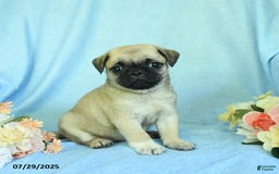 Pug dogs for sale: Betsy - Image 1