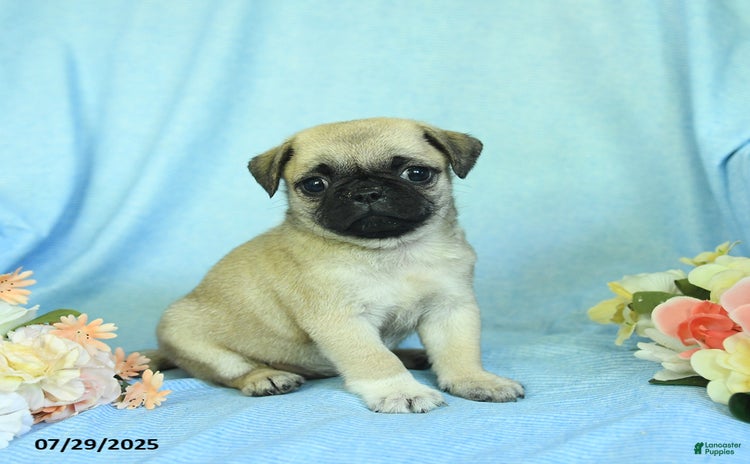 Pug dogs for sale - Ad 4