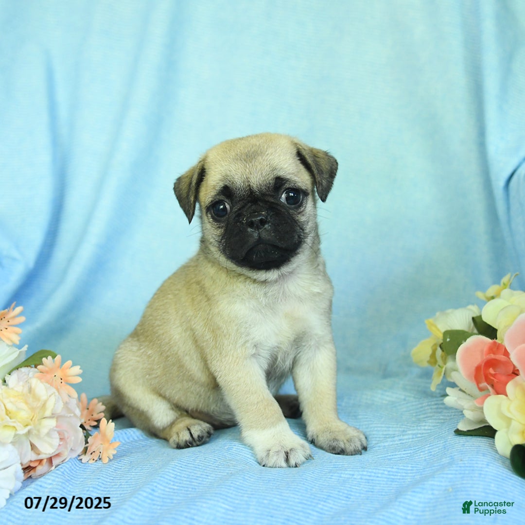 Pug dogs for sale: Betsy - Image 1