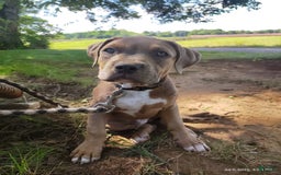 American Bully dogs for sale: Diesel - Image 8