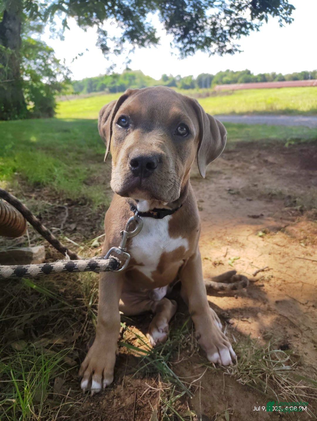 American Bully dogs for sale: Diesel - Image 8
