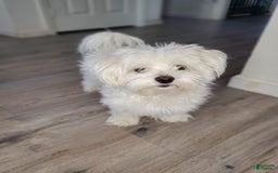 Maltese dogs for sale: Papaya - Image 14