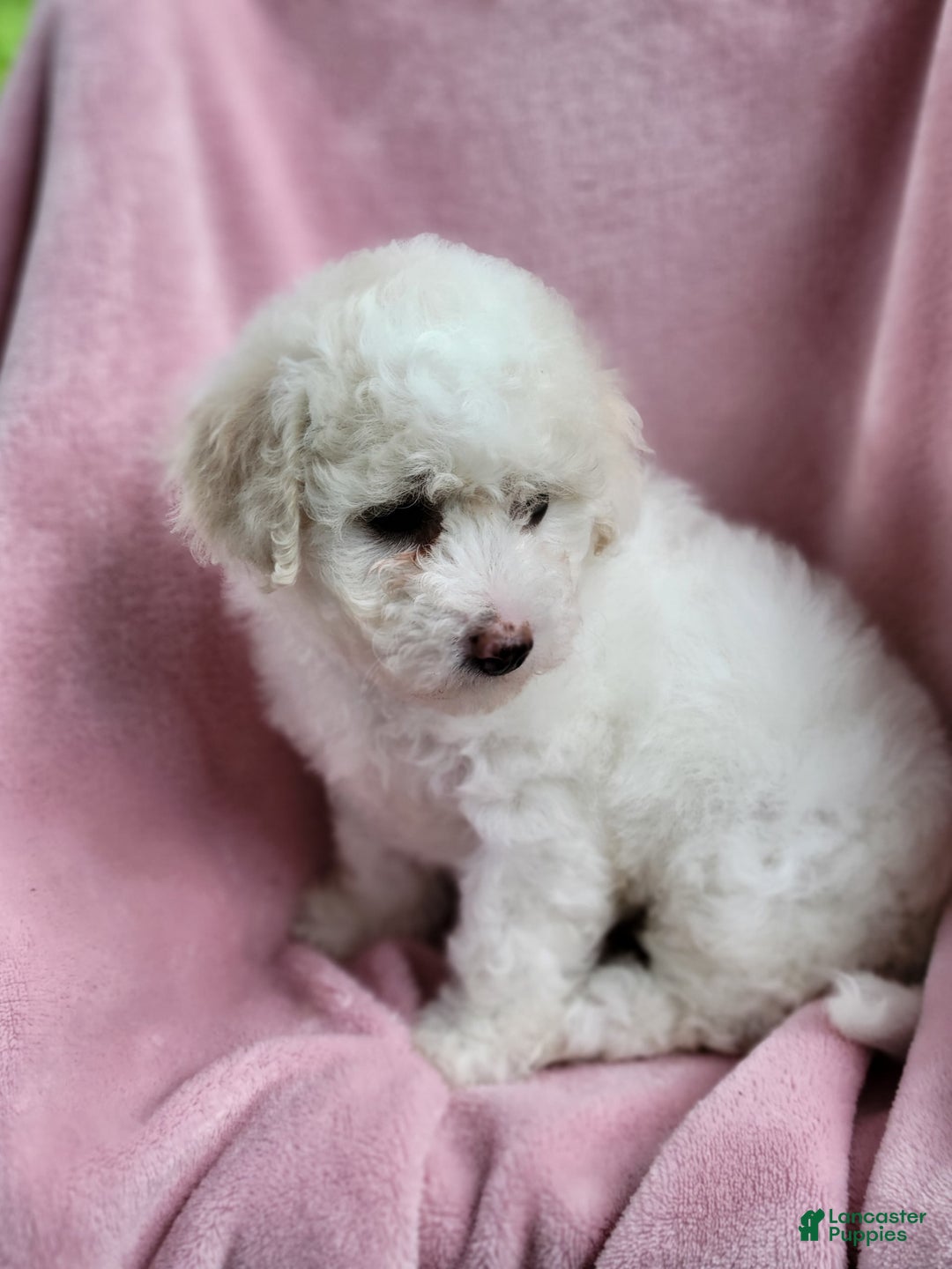 Bichpoo dogs for sale: Ella - Image 5