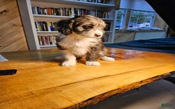 Portuguese Water Dog dogs for sale: Harry - Image 1