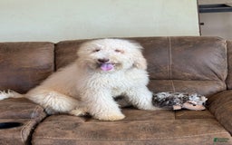 Goldendoodle dogs for sale: Gorgeous Creme Doodle - Image 3