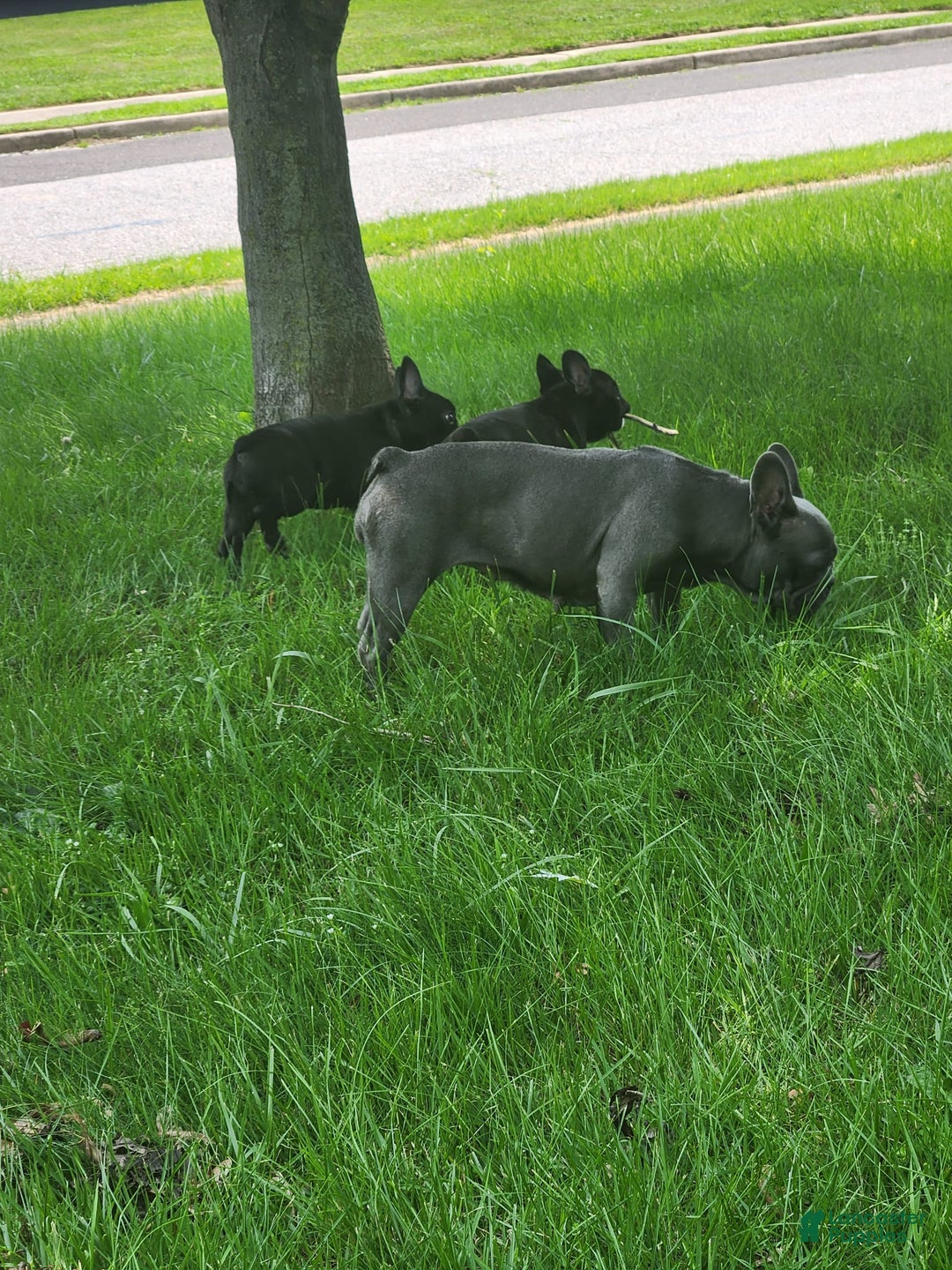French Bulldog dogs for sale: Coco - Image 10