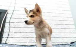 Alaskan Malamute dogs for sale: Sanji - Image 14