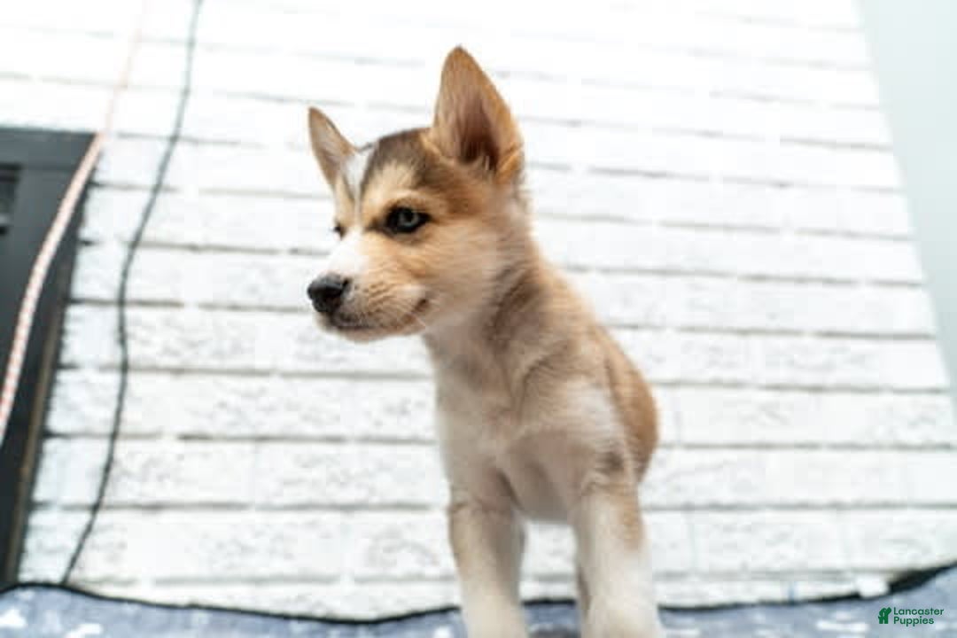 Alaskan Malamute dogs for sale: Sanji - Image 14