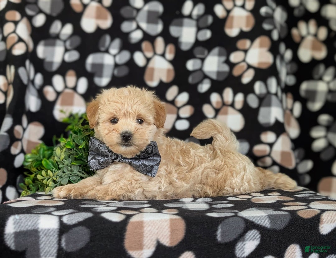 Maltipoo dogs for sale: Harley 6 Lbs Full Grown - Image 2