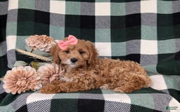 Cockapoo dogs for sale: Elsie - Image 13