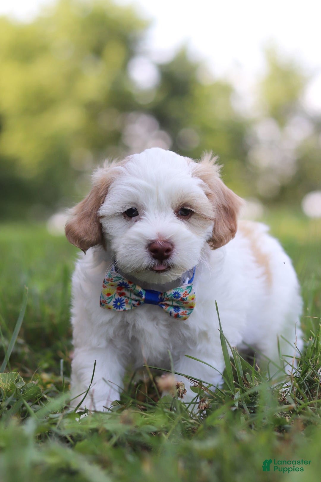 Shihpoo dogs for sale: Oliver - Image 7