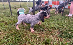 Coonhound dogs for sale: Pugsley - Image 1