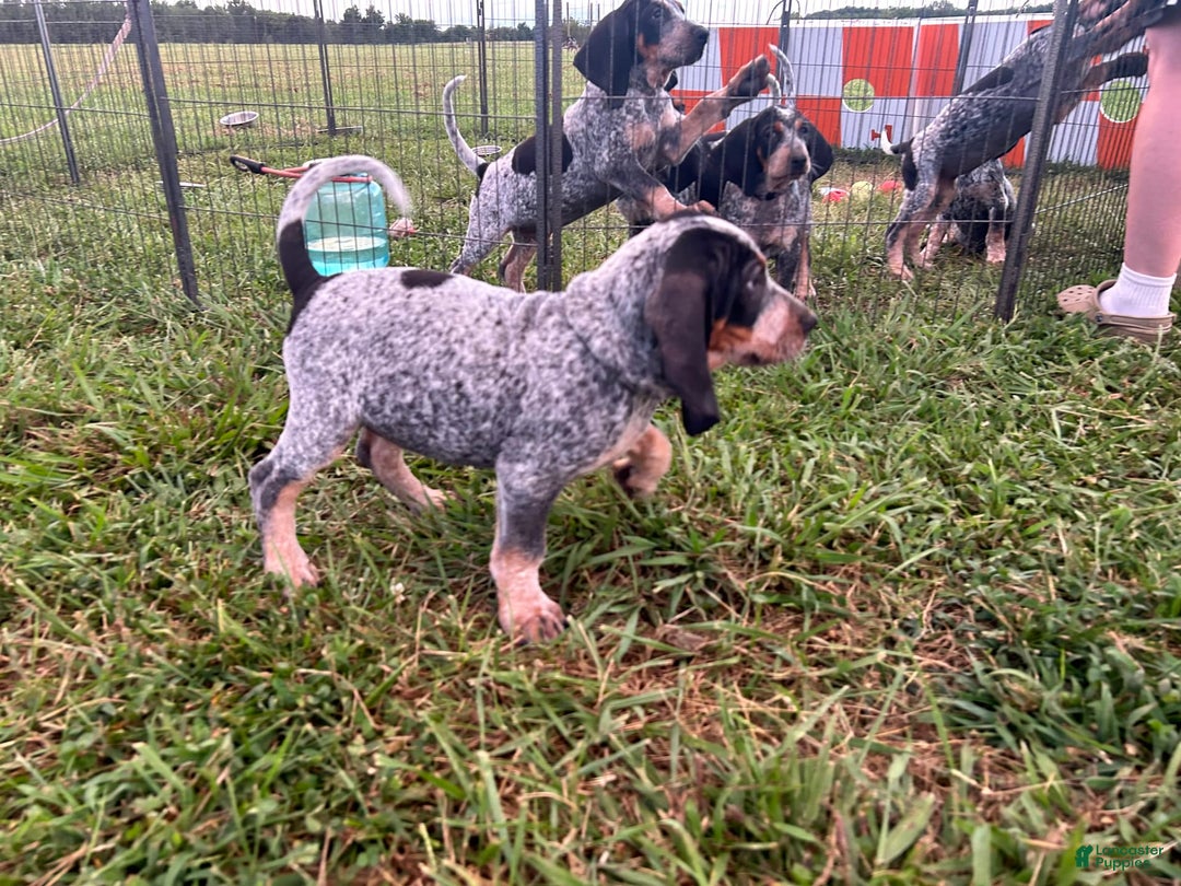 Coonhound dogs for sale: Pugsley - Image 1