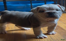 Olde English Bulldogge dogs for sale: Kandi - Image 3