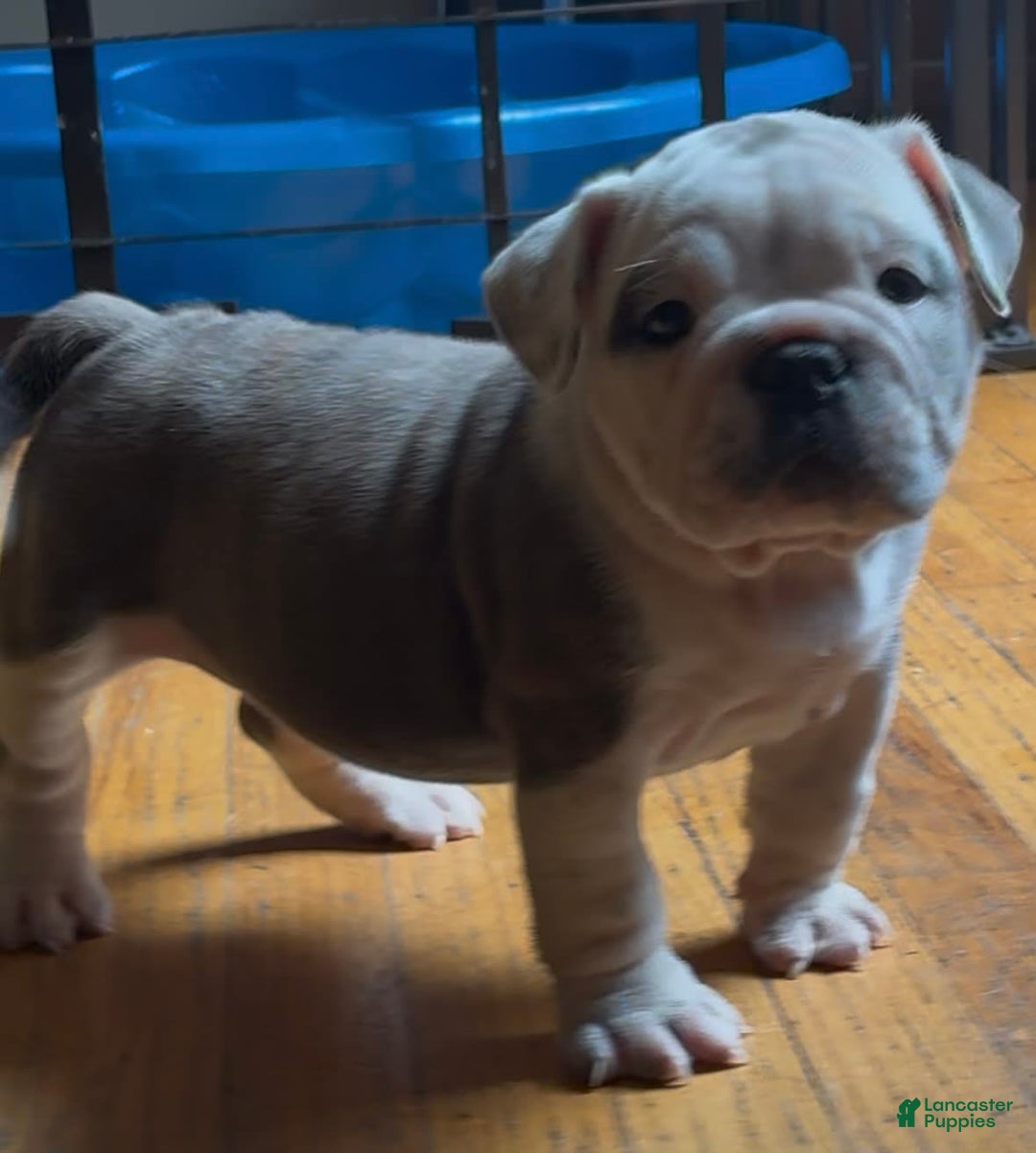 Olde English Bulldogge dogs for sale: Kandi - Image 3