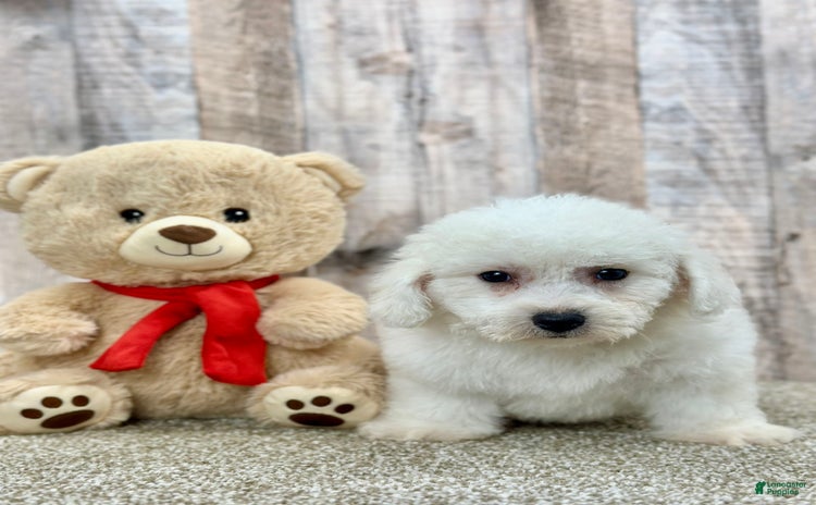 Bichon Frise dogs - Advert 4