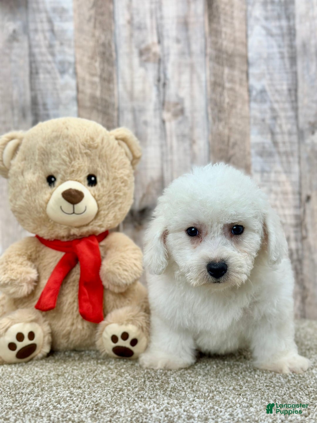 Bichon Frise dogs for sale: Bacon - Image 3
