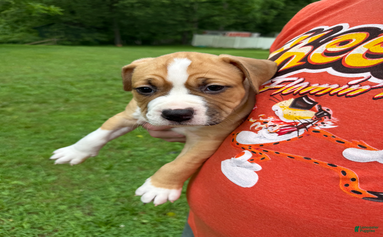 American Pit Bull Terrier dogs - Advert 3