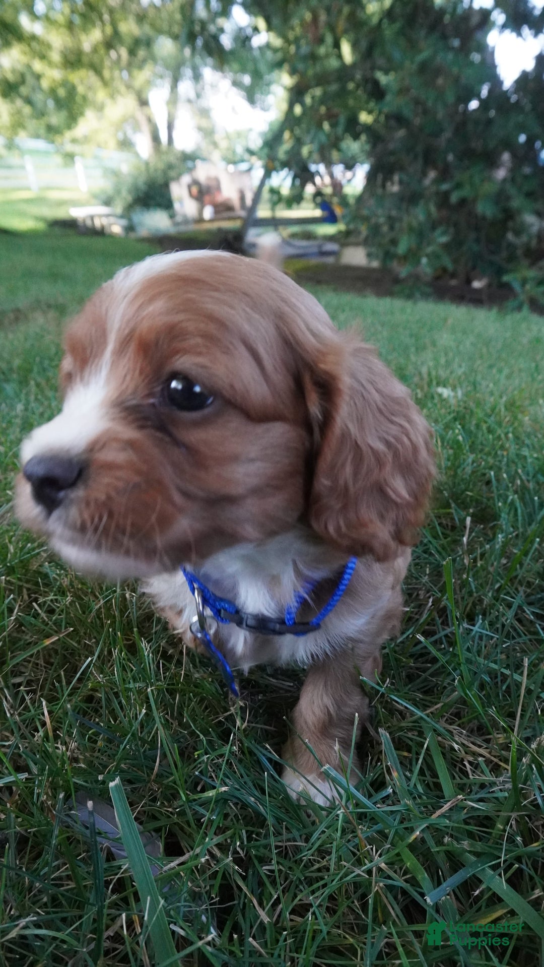 Cavapoo dogs for sale: Toodles - Image 9