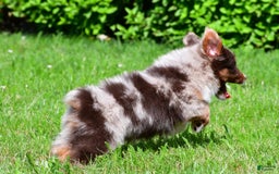 Miniature Australian Shepherd dogs for sale: Neal - Image 5