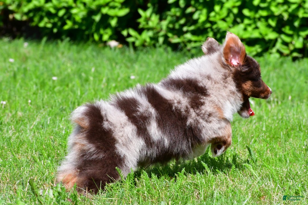 Miniature Australian Shepherd dogs for sale: Neal - Image 5