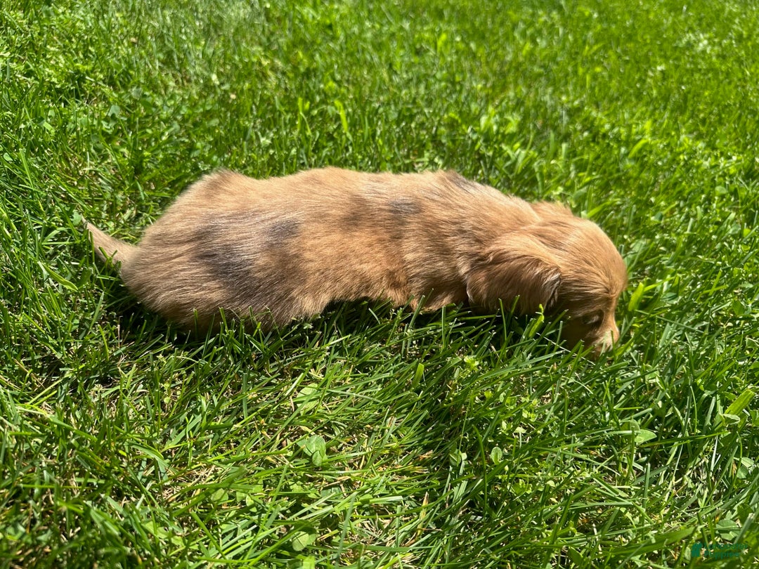 Miniature Dachshund dogs for sale: Fluff - Image 4