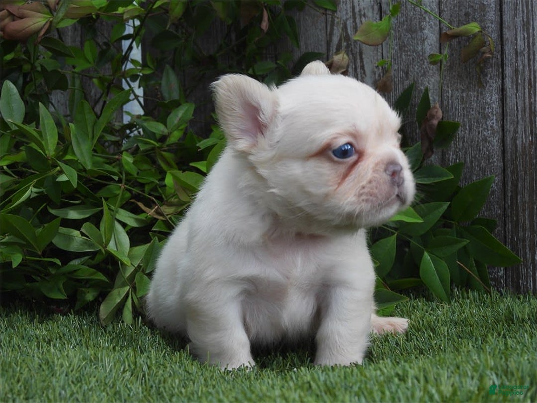 French Bulldog dogs for sale: Fox - Image 1