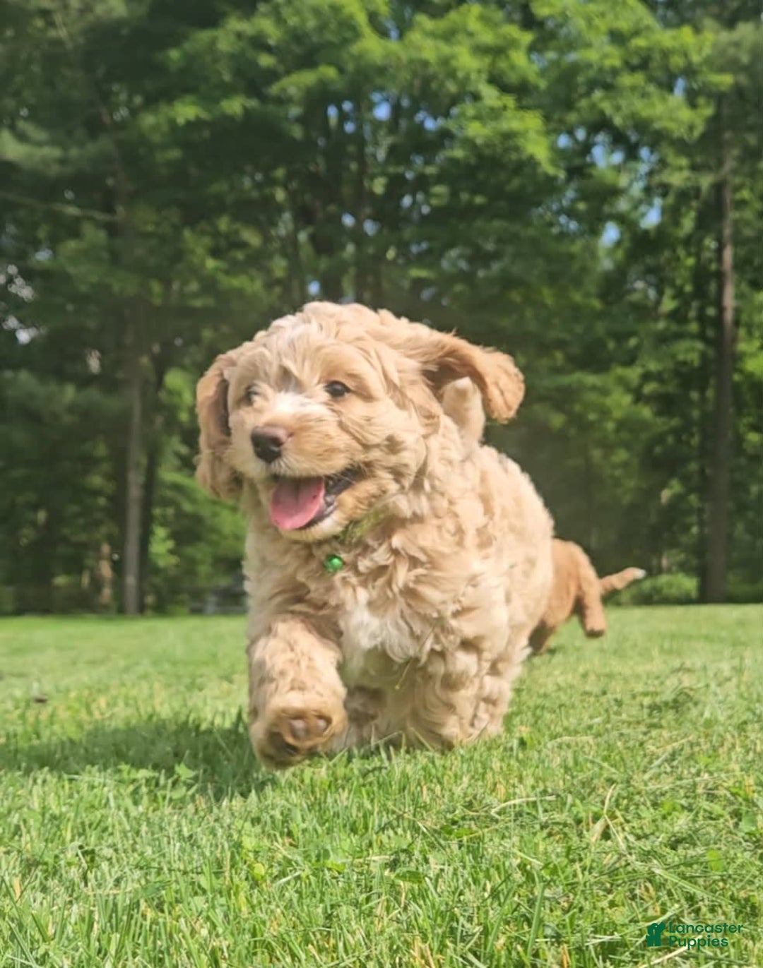 Miniature Poodle dogs for sale: Tank - Image 2