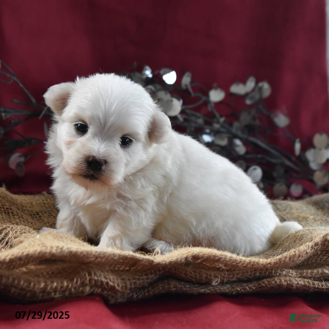 Maltese dogs for sale: Brice - Image 3