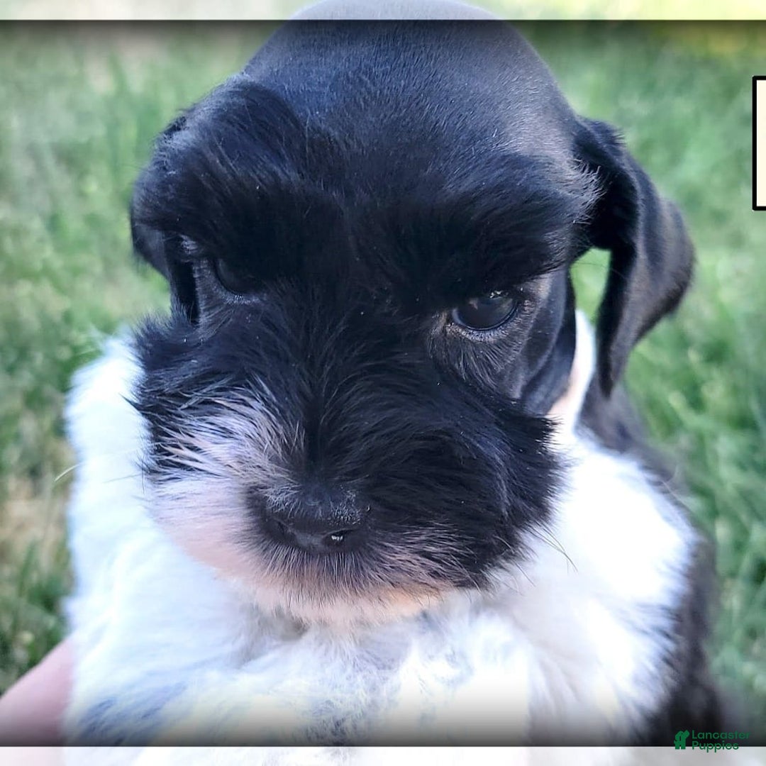 Miniature Schnauzer dogs for sale: Ash - Image 3