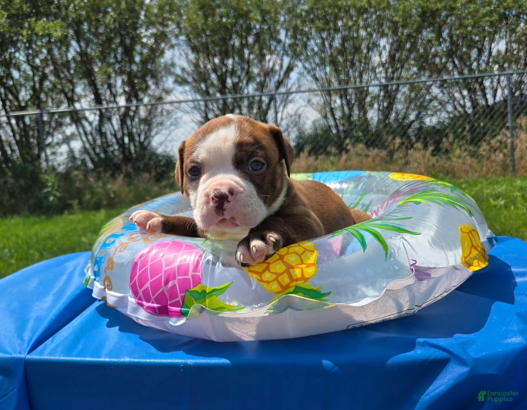 American Bulldog dogs for sale: Miss Honey - Listing for pets: Miss Honey, Matilda, Miss Trenchbell, Harry - Image 3