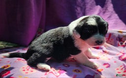 Border Collie dogs for sale: Ellie - Image 16