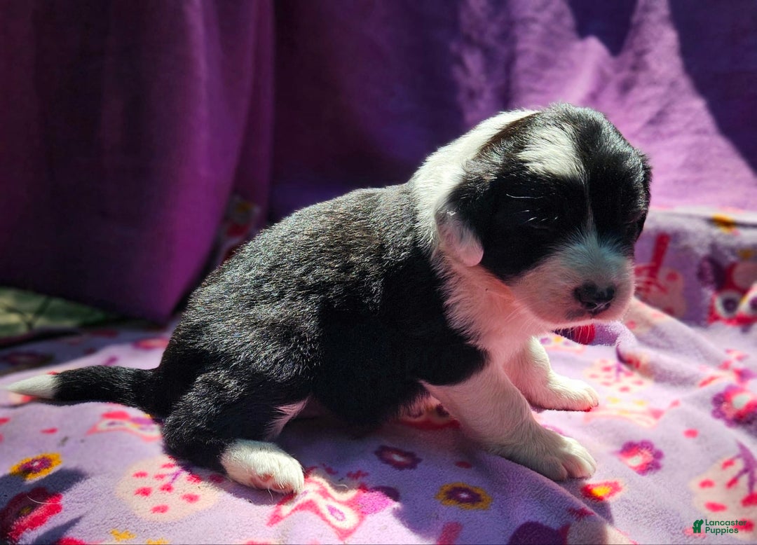 Border Collie dogs for sale: Ellie - Image 16