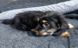 Miniature Dachshund dogs for sale: Millie - Image 6