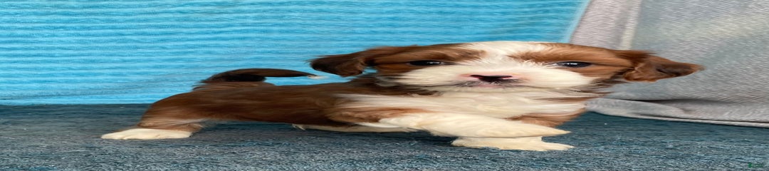 Buster