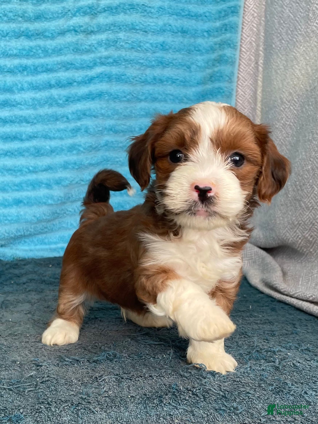 Havanese dogs for sale: Buster - Image 1