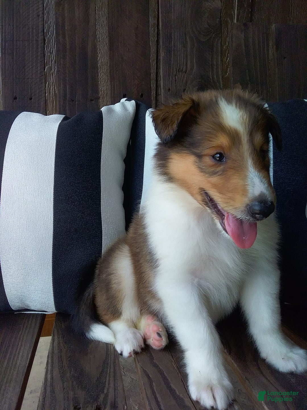 Collie dogs for sale: Debbie - Image 6
