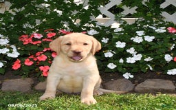 Labrador Retriever dogs for sale: Jasmine - Image 2